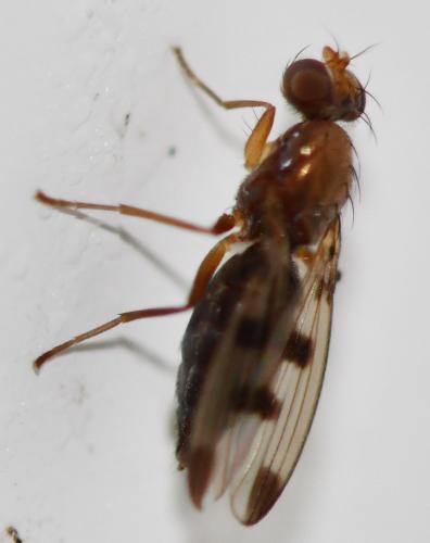 Réf. 268 784 : Geomyza tripunctata